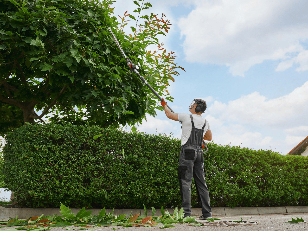 A man landscapes a tree.