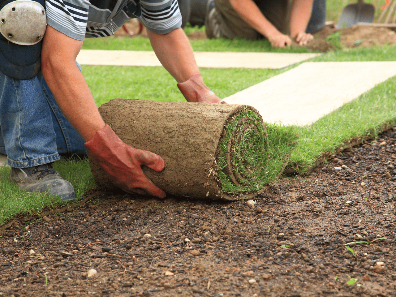 A landscaper lays down sod for a new lawn.